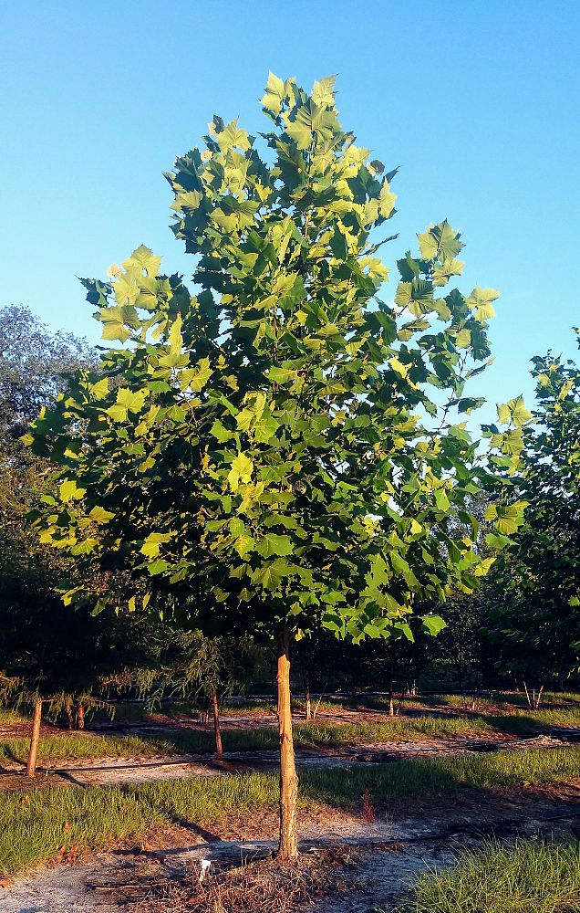 platanus-occidentalis-american-sycamore-texas-sycamore-plane-tree