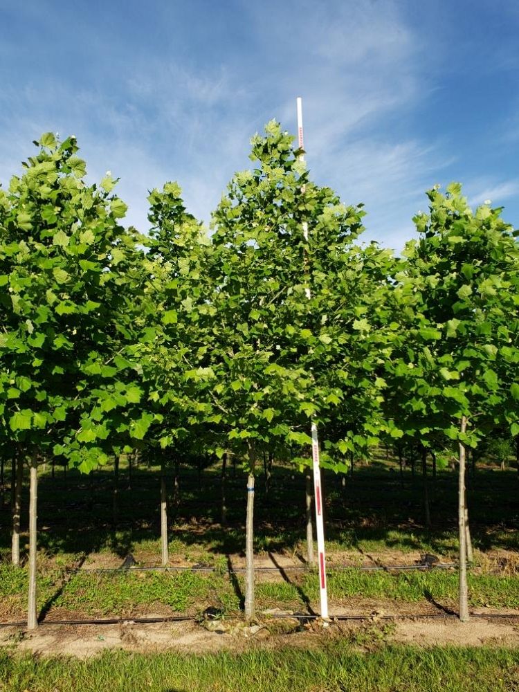platanus-occidentalis-american-sycamore-texas-sycamore-plane-tree