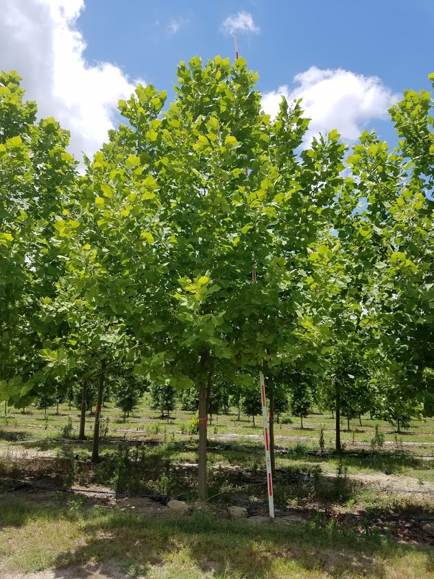 platanus-occidentalis-american-sycamore-texas-sycamore-plane-tree