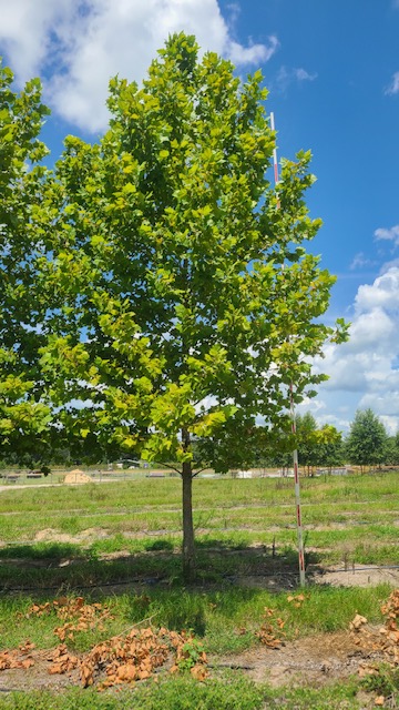 platanus-occidentalis-american-sycamore-texas-sycamore-plane-tree