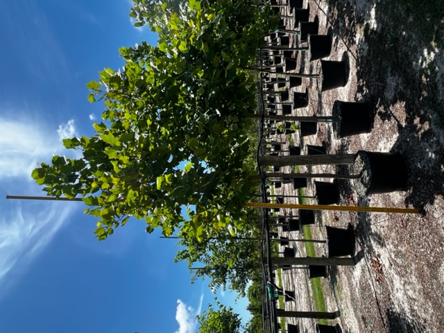 platanus-occidentalis-american-sycamore-texas-sycamore-plane-tree