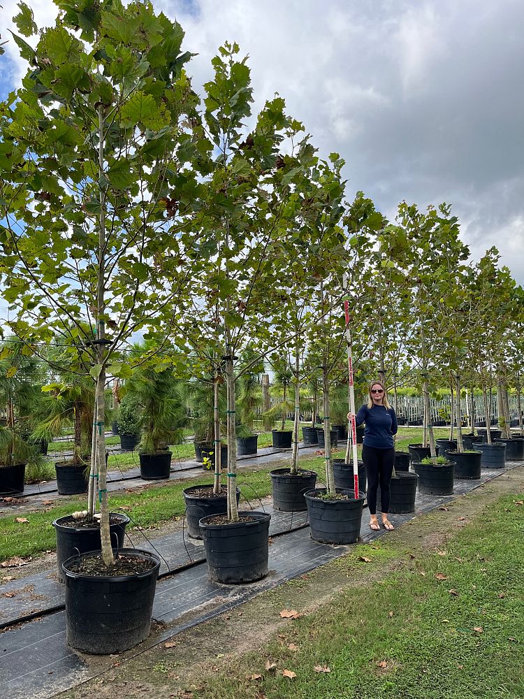 platanus-occidentalis-american-sycamore-texas-sycamore-plane-tree