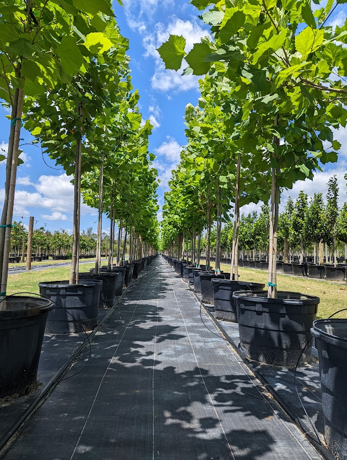 platanus-occidentalis-american-sycamore-texas-sycamore-plane-tree