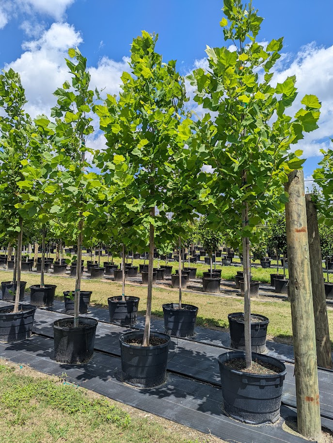 platanus-occidentalis-american-sycamore-texas-sycamore-plane-tree