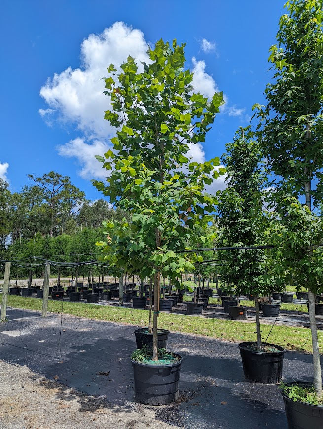 platanus-occidentalis-american-sycamore-texas-sycamore-plane-tree