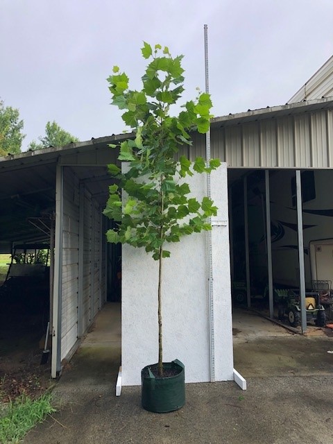 platanus-occidentalis-american-sycamore-texas-sycamore-plane-tree