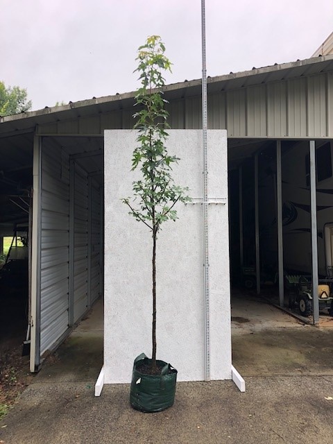 platanus-occidentalis-american-sycamore-texas-sycamore-plane-tree