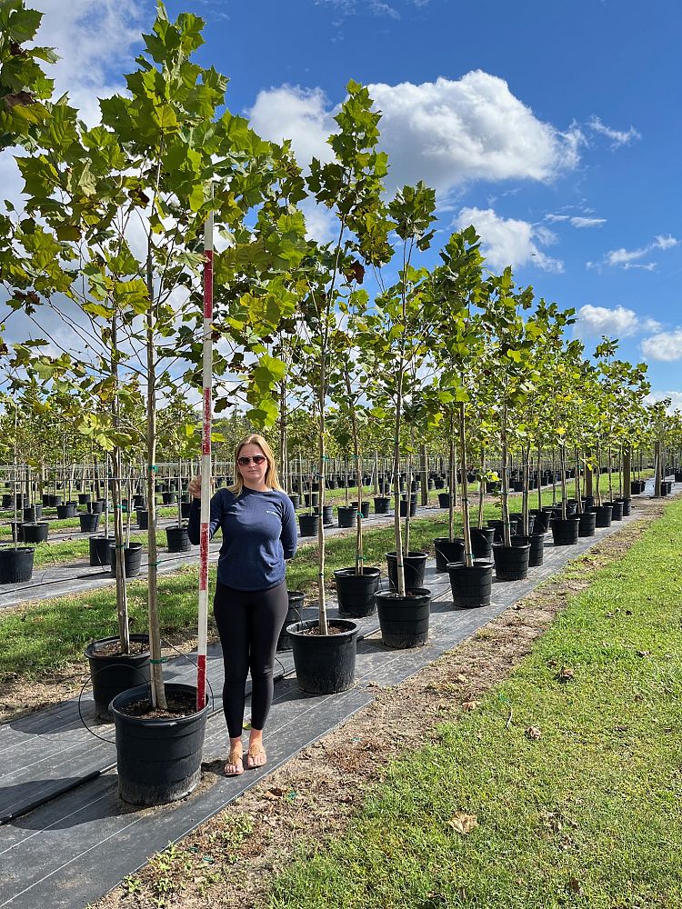 platanus-occidentalis-american-sycamore-texas-sycamore-plane-tree