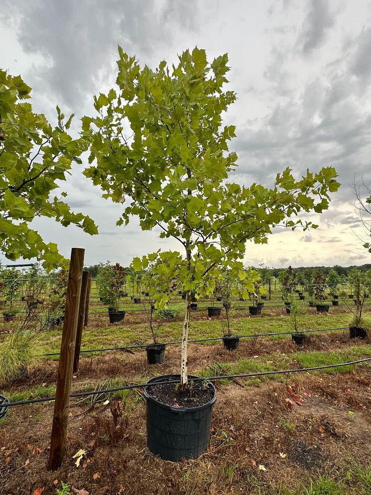 platanus-occidentalis-american-sycamore-texas-sycamore-plane-tree