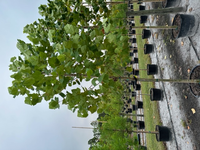 platanus-occidentalis-american-sycamore-texas-sycamore-plane-tree
