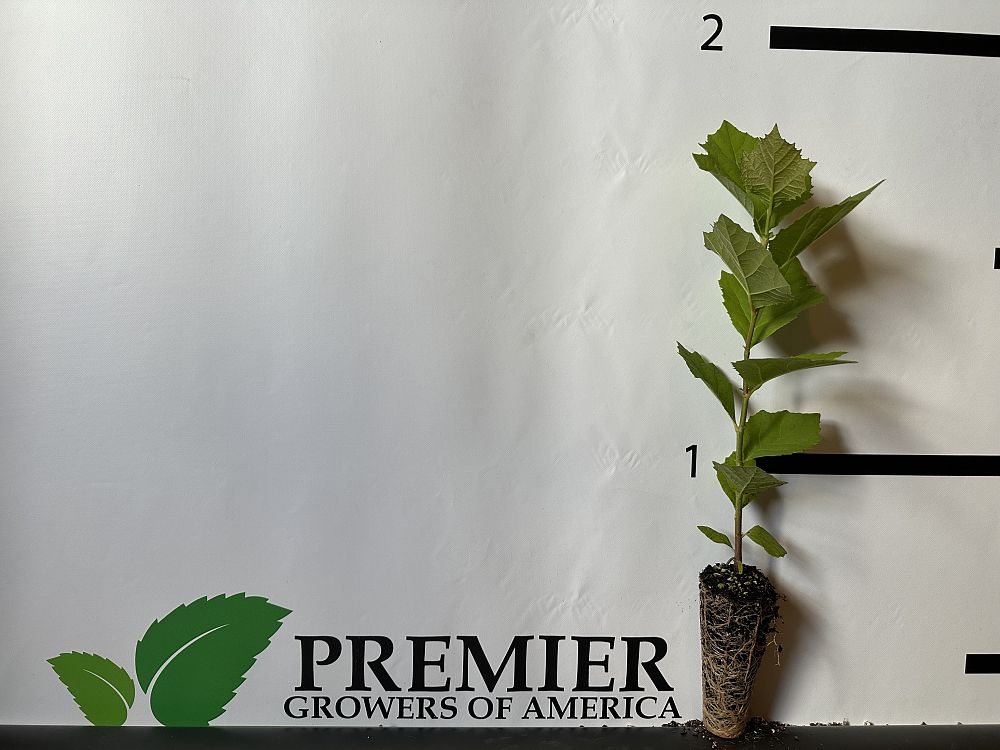 platanus-occidentalis-american-sycamore-texas-sycamore-plane-tree