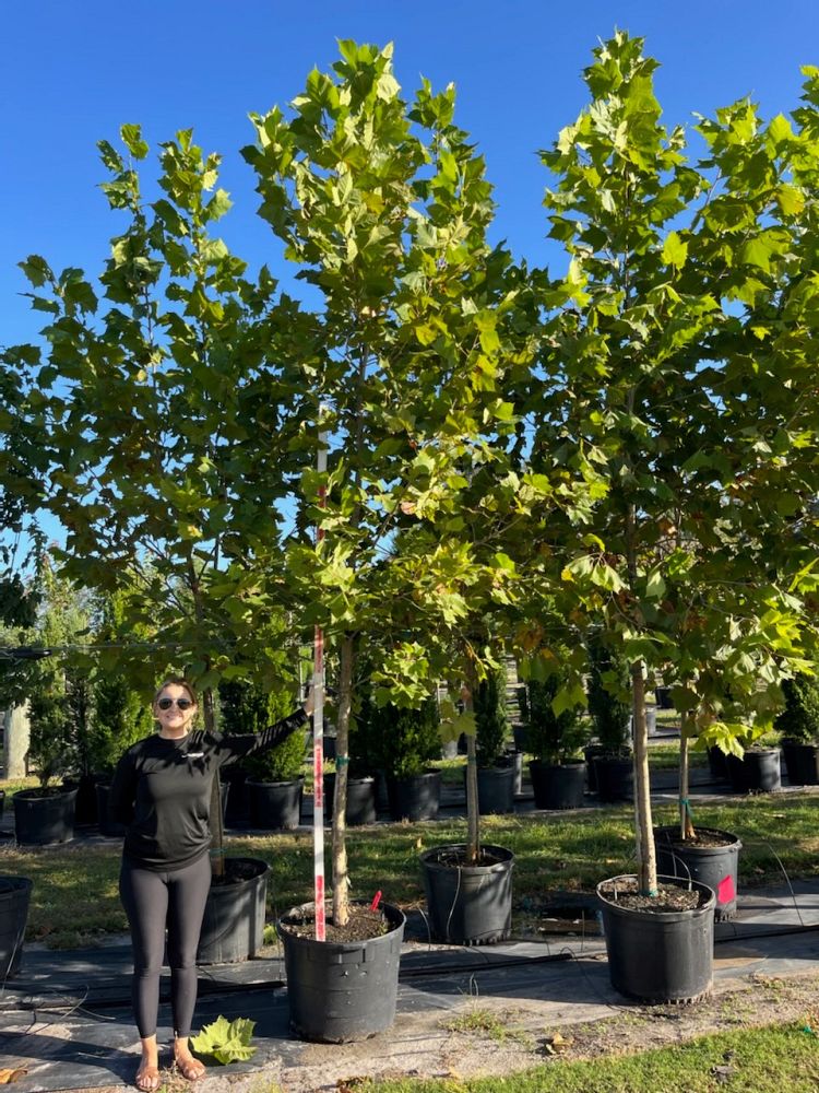 platanus-occidentalis-american-sycamore-texas-sycamore-plane-tree