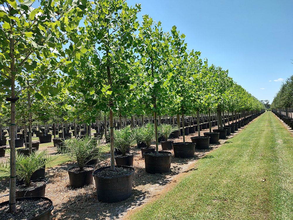 platanus-occidentalis-american-sycamore-texas-sycamore-plane-tree