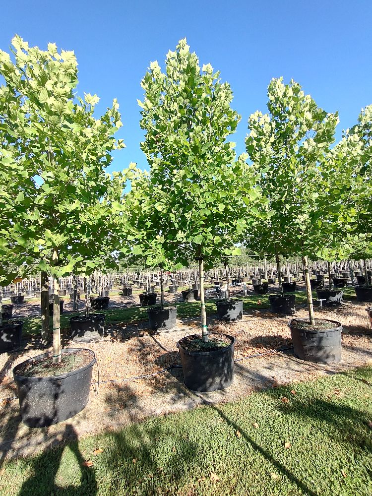 platanus-occidentalis-american-sycamore-texas-sycamore-plane-tree