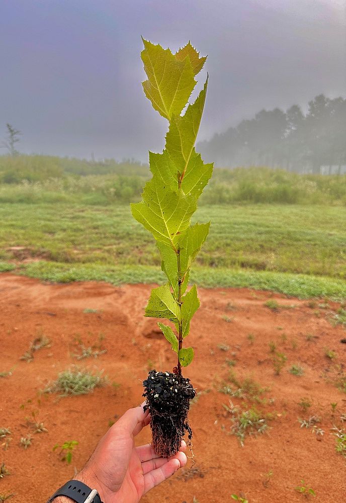 platanus-occidentalis-american-sycamore-texas-sycamore-plane-tree