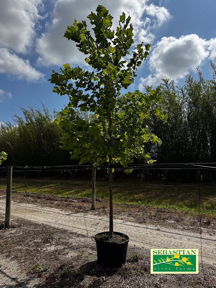 platanus-occidentalis-american-sycamore-texas-sycamore-plane-tree