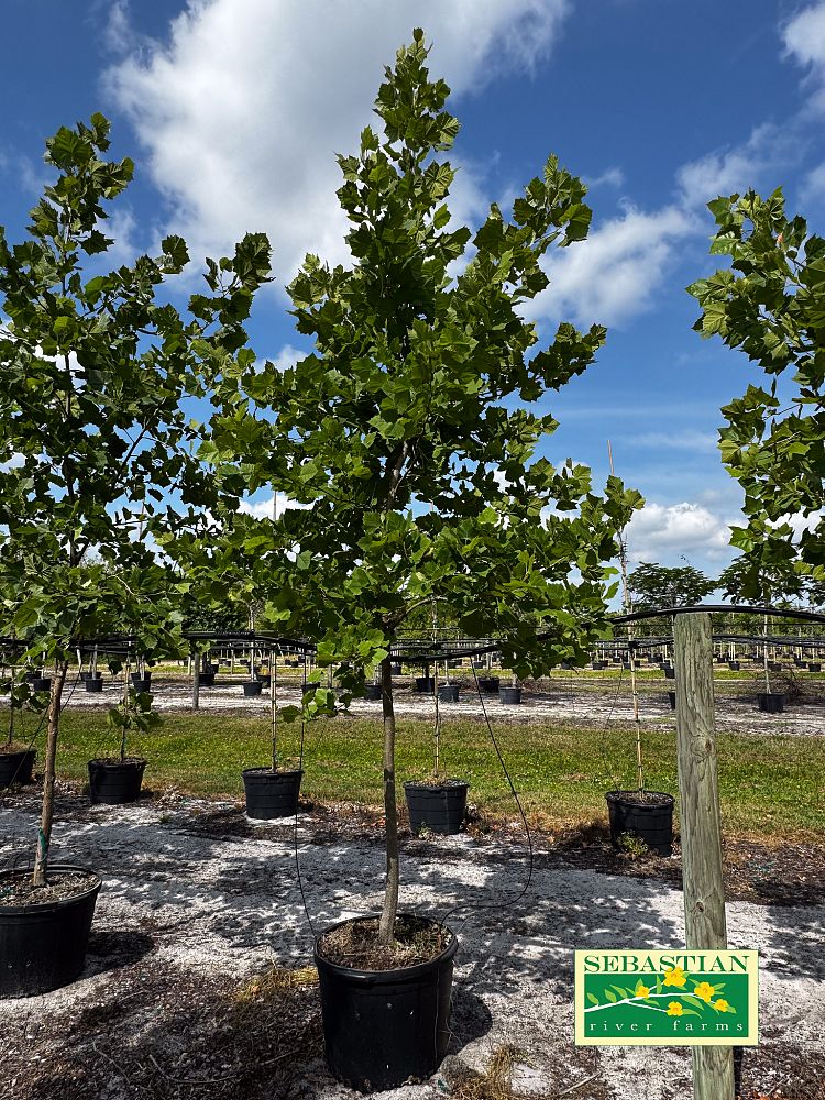 platanus-occidentalis-american-sycamore-texas-sycamore-plane-tree