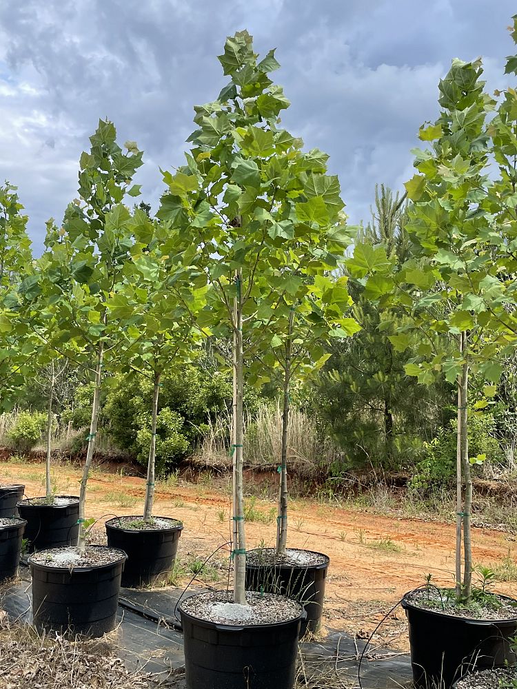 platanus-occidentalis-american-sycamore-texas-sycamore-plane-tree