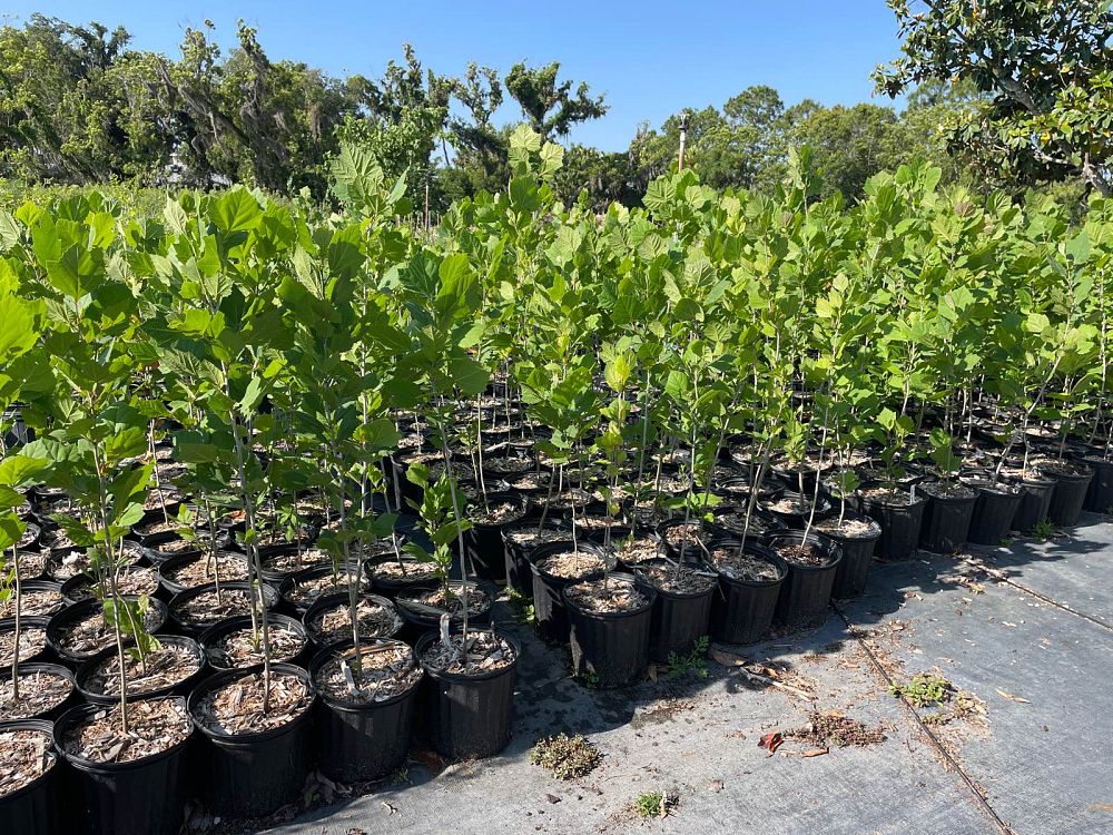 platanus-occidentalis-american-sycamore-texas-sycamore-plane-tree