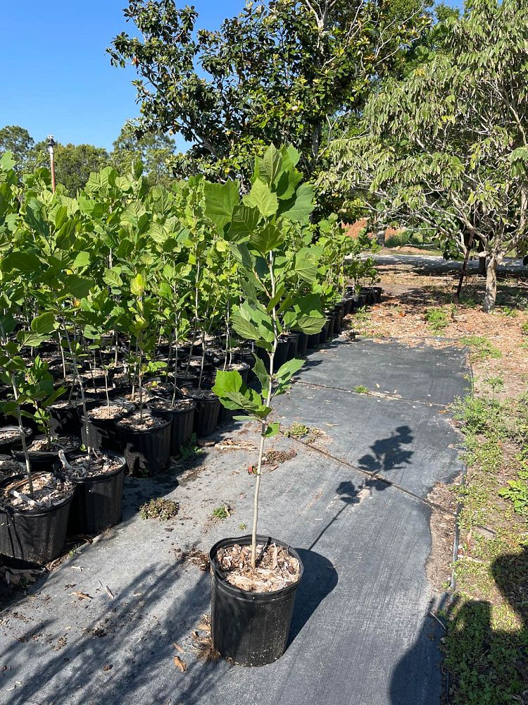platanus-occidentalis-american-sycamore-texas-sycamore-plane-tree