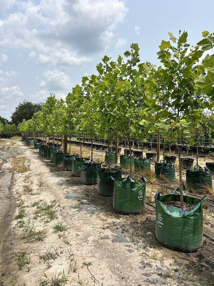 platanus-occidentalis-american-sycamore-texas-sycamore-plane-tree