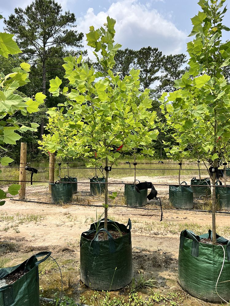 platanus-occidentalis-american-sycamore-texas-sycamore-plane-tree