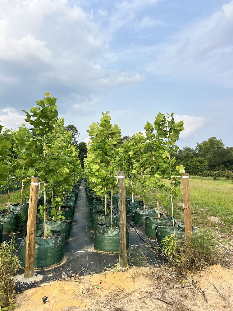 platanus-occidentalis-american-sycamore-texas-sycamore-plane-tree