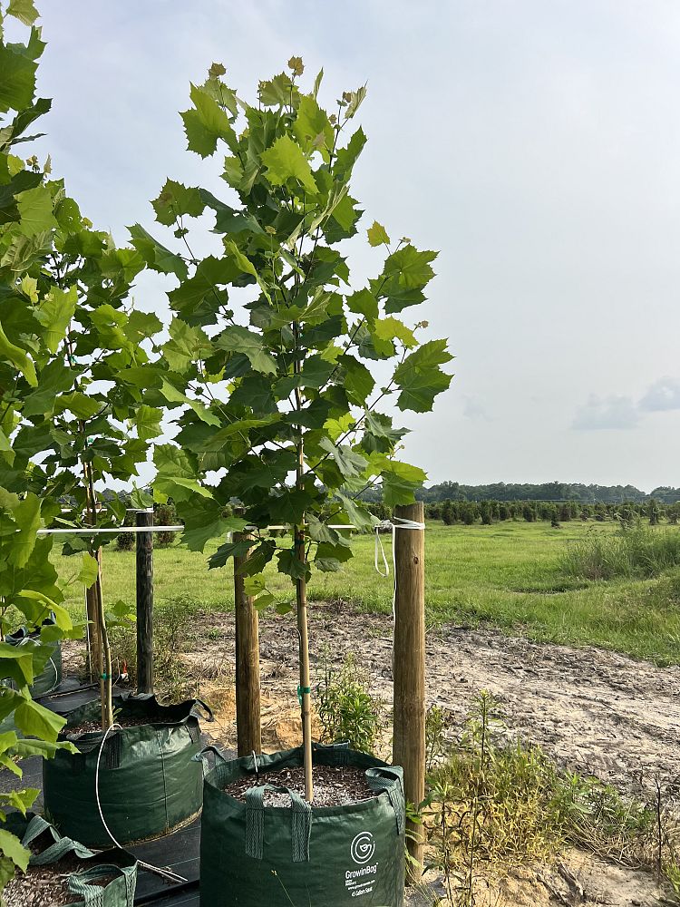 platanus-occidentalis-american-sycamore-texas-sycamore-plane-tree