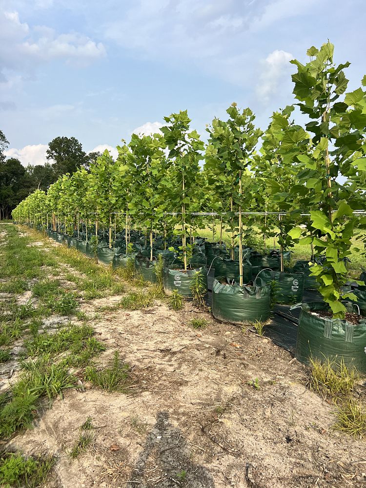 platanus-occidentalis-american-sycamore-texas-sycamore-plane-tree