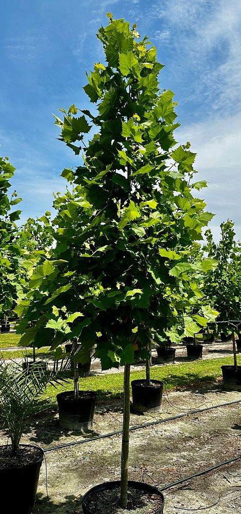 platanus-occidentalis-american-sycamore-texas-sycamore-plane-tree
