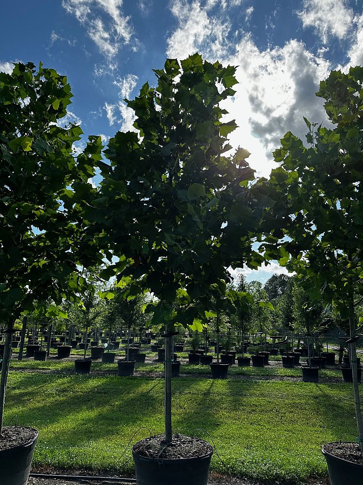 platanus-occidentalis-american-sycamore-texas-sycamore-plane-tree