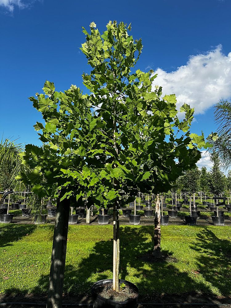 platanus-occidentalis-american-sycamore-texas-sycamore-plane-tree