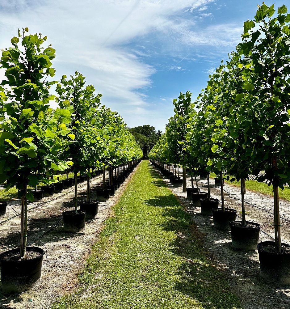 platanus-occidentalis-american-sycamore-texas-sycamore-plane-tree