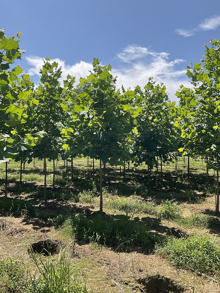 platanus-occidentalis-american-sycamore-texas-sycamore-plane-tree
