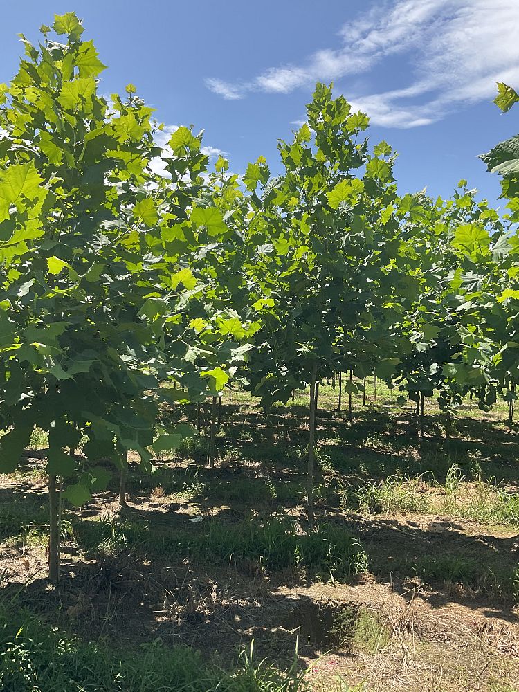 platanus-occidentalis-american-sycamore-texas-sycamore-plane-tree