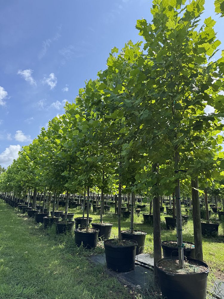 platanus-occidentalis-american-sycamore-texas-sycamore-plane-tree