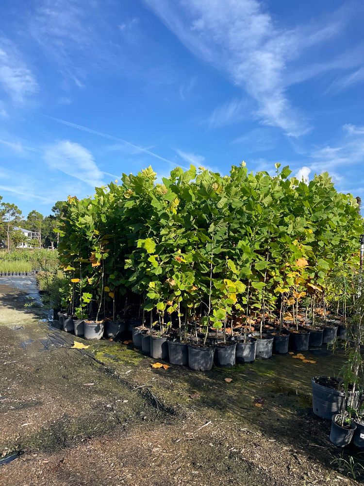 platanus-occidentalis-american-sycamore-texas-sycamore-plane-tree