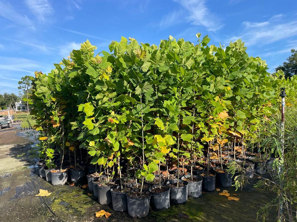platanus-occidentalis-american-sycamore-texas-sycamore-plane-tree