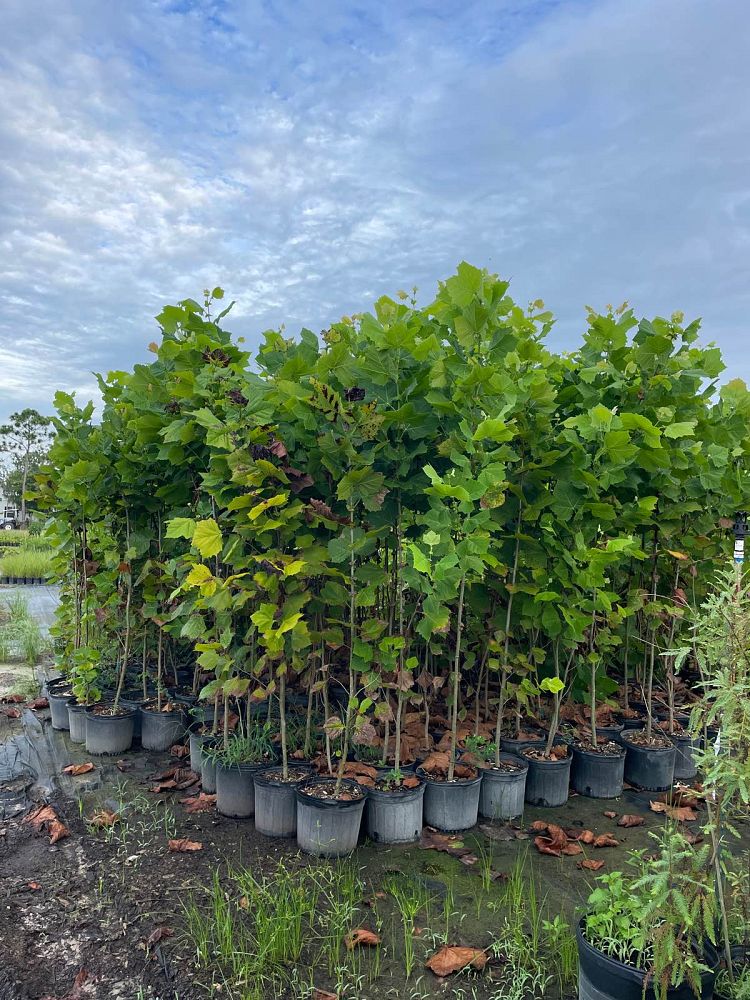 platanus-occidentalis-american-sycamore-texas-sycamore-plane-tree