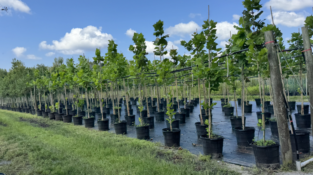 platanus-occidentalis-american-sycamore-texas-sycamore-plane-tree