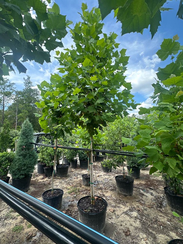platanus-occidentalis-grabrata-american-sycamore-texas-sycamore