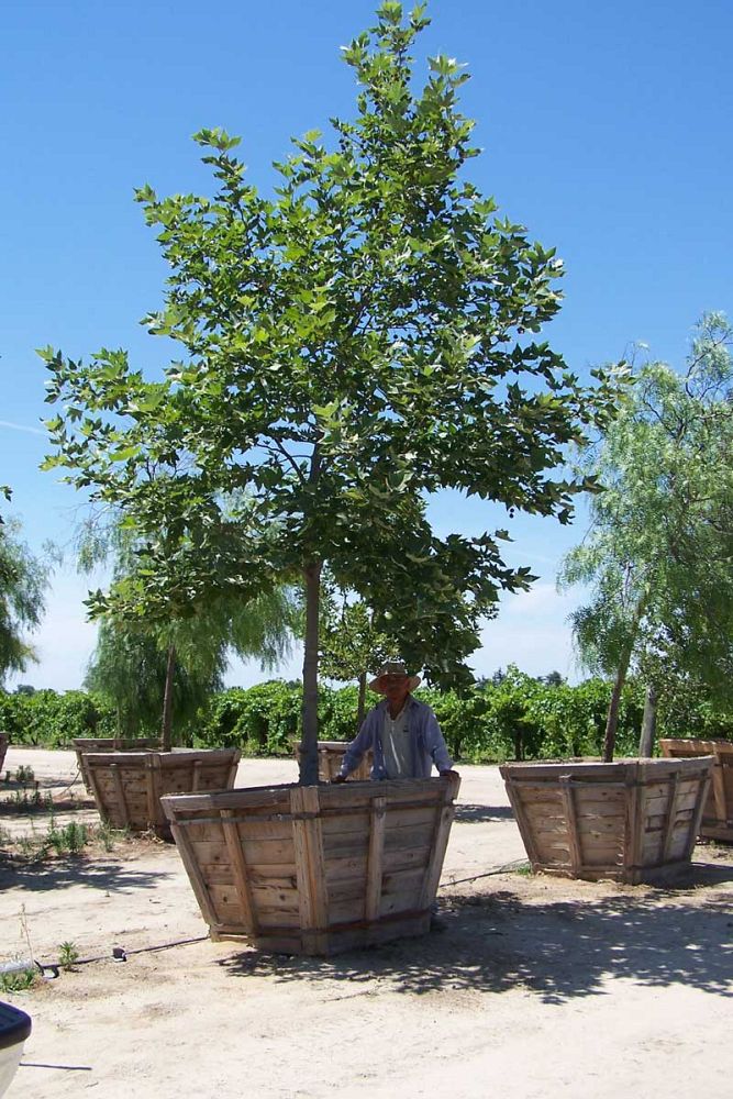 platanus-racemosa-california-sycamore-tree