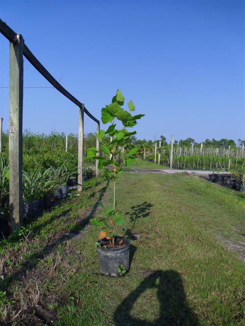 platanus-sycamore