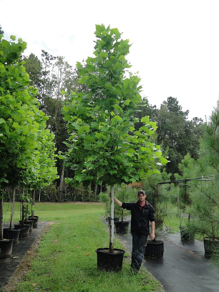 platanus-sycamore