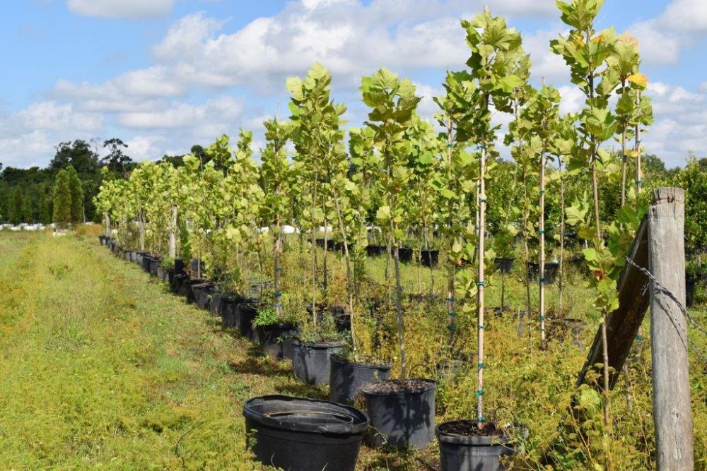platanus-sycamore
