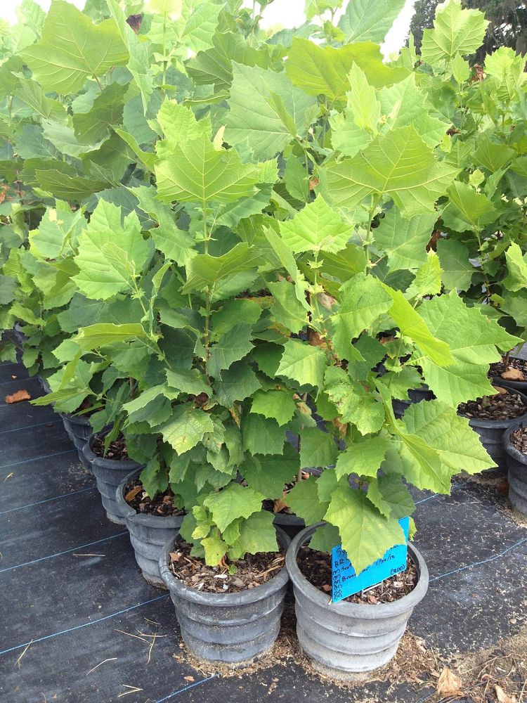 platanus-sycamore