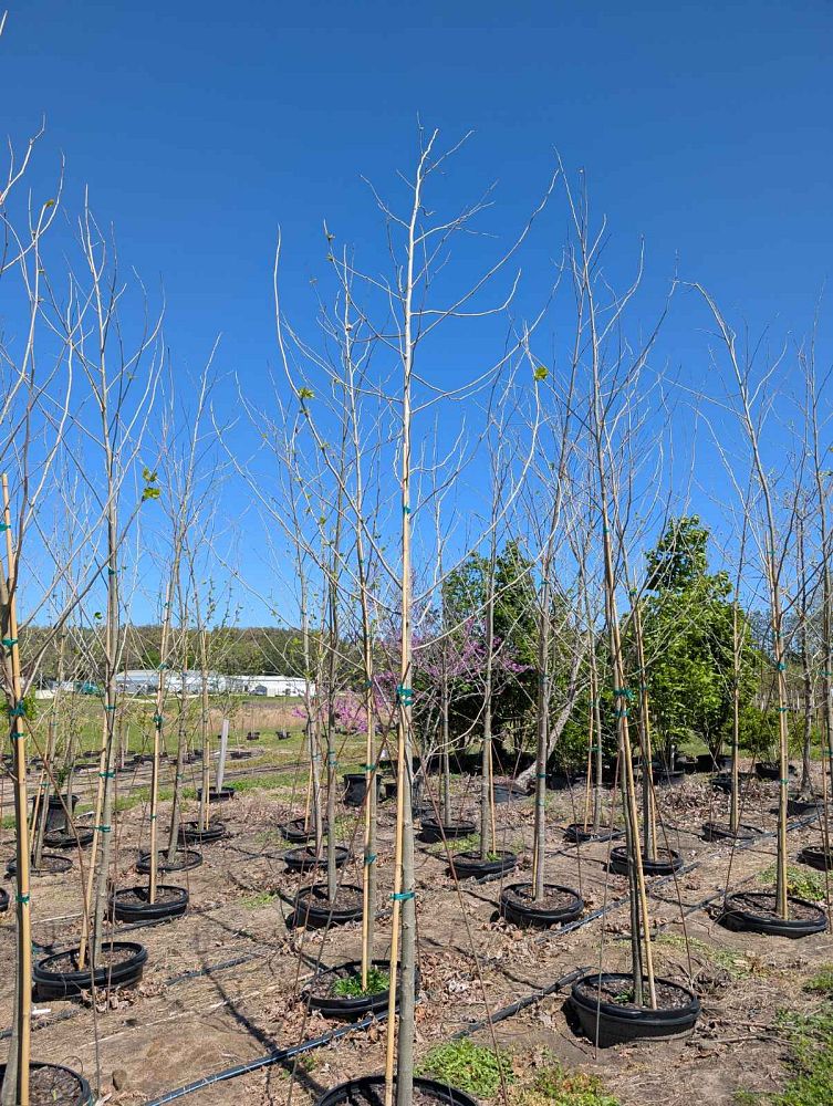 platanus-sycamore
