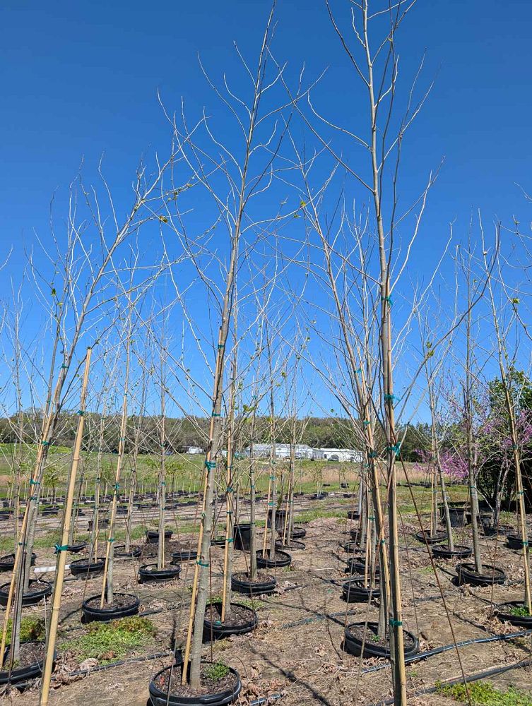 platanus-sycamore