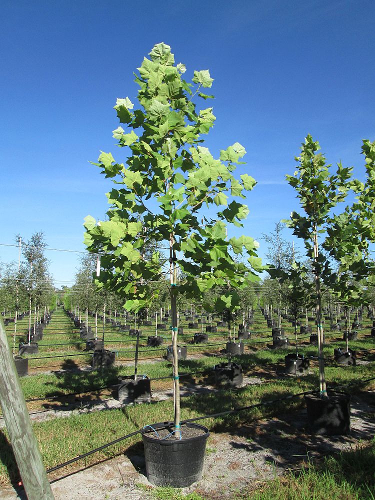 platanus-sycamore