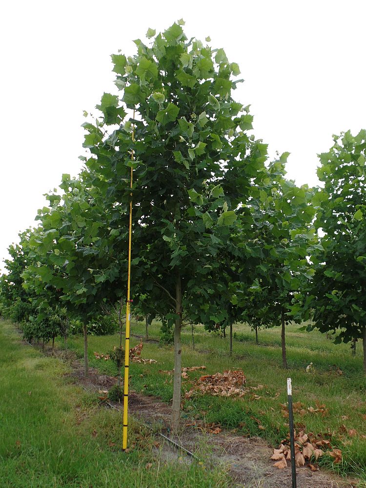 platanus-sycamore